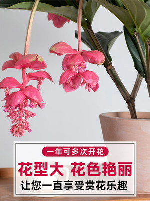 【带花发货】宝莲灯花盆栽带花苞四季开花卉绿植物室内客厅好养活