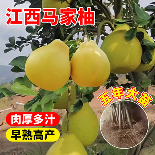 江西马家柚树苗柚子树红心柚苗嫁接果苗果树庭院盆栽地栽当年结果