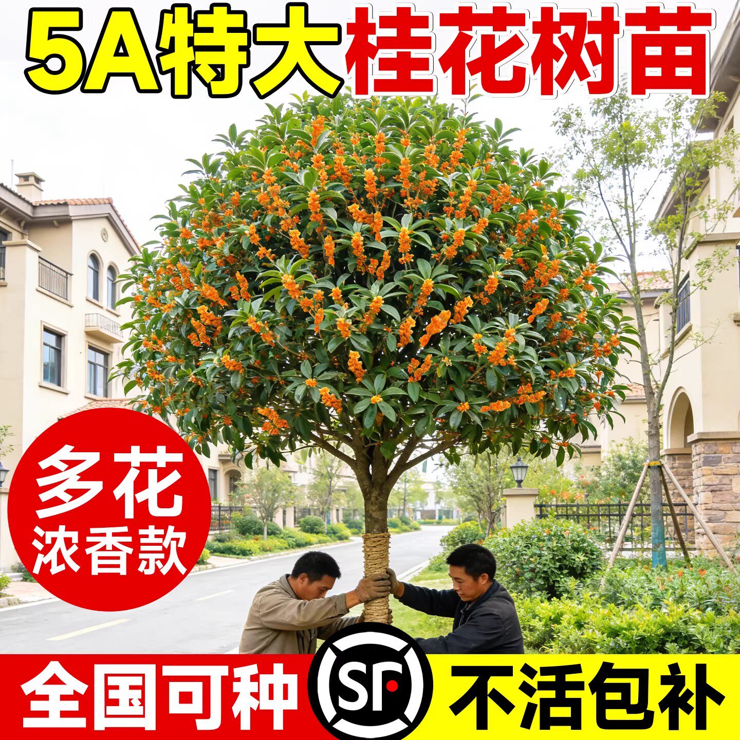 正宗桂花树苗庭院地栽花卉四季桂图片