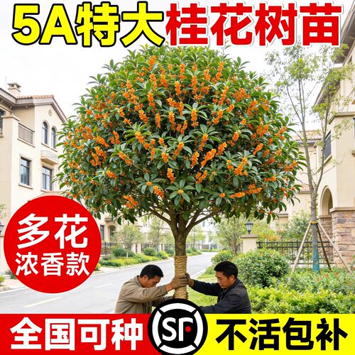 正宗桂花树苗庭院地栽花卉四季桂