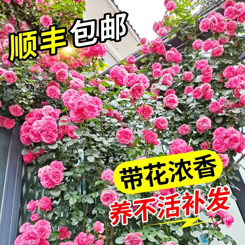 欧月花苗藤本月季苗 大游行 庭院爬藤蔷薇月季玫瑰 带花发货包邮
