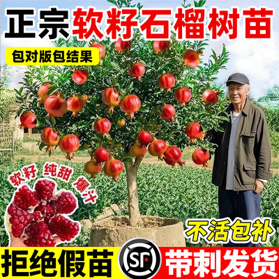 石榴树树苗突尼斯软籽正宗对版