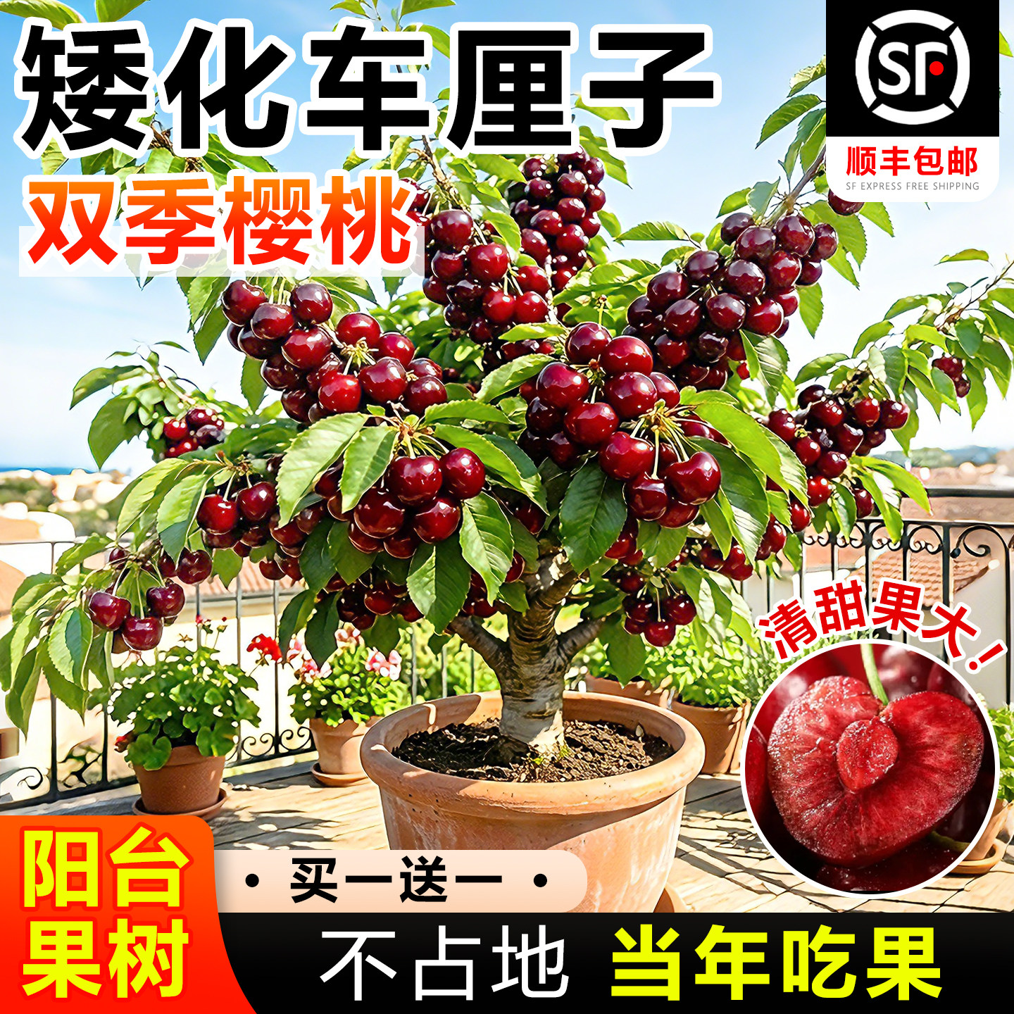 双季矮化车厘子树苗正宗特大樱桃果树果苗四季盆栽阳台南北方种植