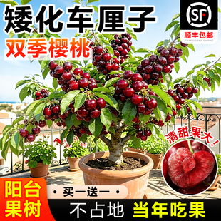 双季矮化车厘子树苗正宗特大樱桃果树果苗四季盆栽阳台南北方种植