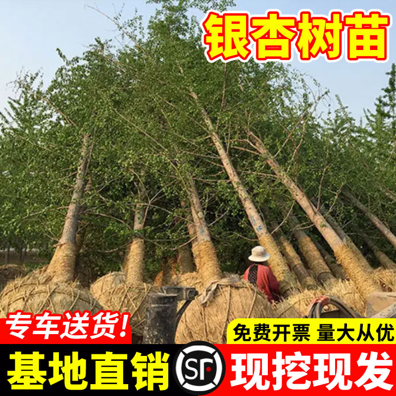 金叶银杏树活苗白果室外别墅地栽南北方种植大型绿化行道风景树苗-封面