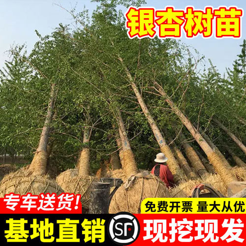 金叶银杏树活苗室外别墅大型地栽