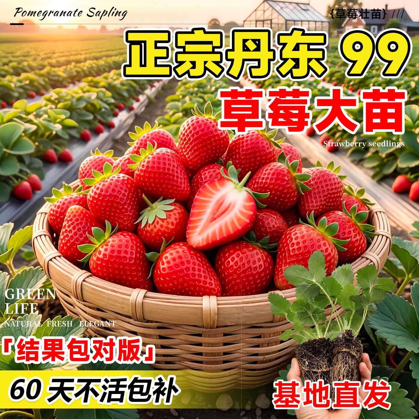 四季草莓苗奶油红颜草莓秧大棚种植草莓盆栽当年结果新苗带土果苗