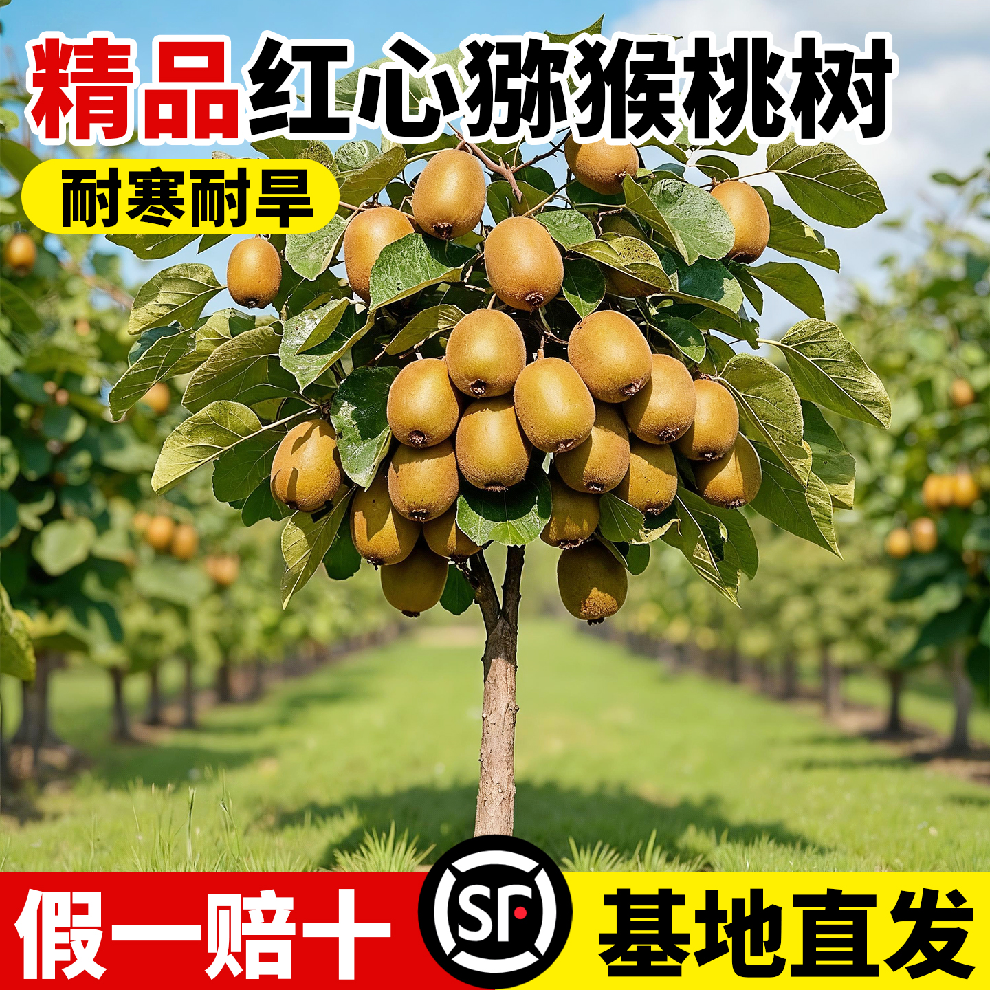 猕猴桃树果苗南北方种植当年结果