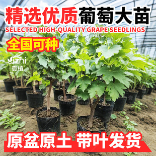 葡萄树苗大苗北方耐寒巨峰夏黑阳光玫瑰蓝宝石葡萄庭院种植果树苗