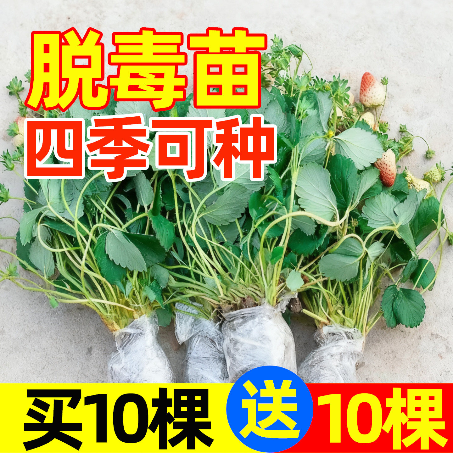 草莓苗特大号四季结果盆栽奶油红颜草莓苗秧新苗阳台种植当年结果,鲜花速递/花卉仿真/绿植园艺,果树,淘宝优惠券,粉丝福利购,淘宝优惠卷