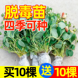 草莓苗特大号四季结果盆栽奶油红颜草莓苗秧新苗阳台种植当年结果
