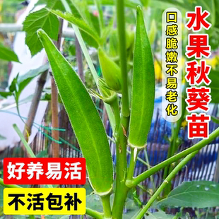 绿植物家庭阳台种植盆栽秧苗大全菜种子孑籽 黄秋葵苗水果蔬菜四季