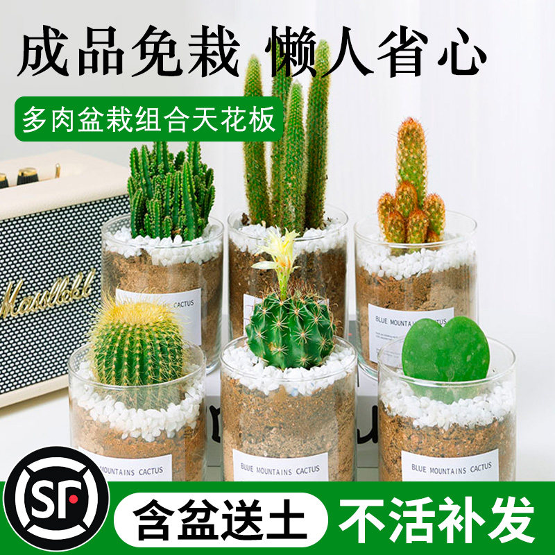 仙人掌盆栽室内多肉植物仙人球金冠净化空气办公室桌面小绿植摆件