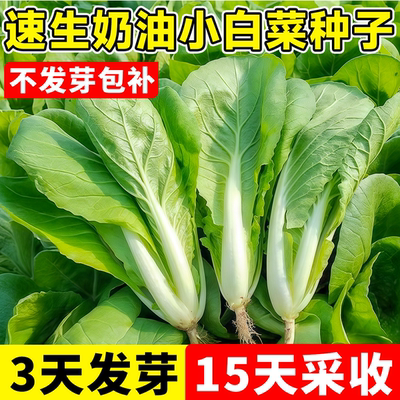速生奶油小白菜种子四季快菜种子