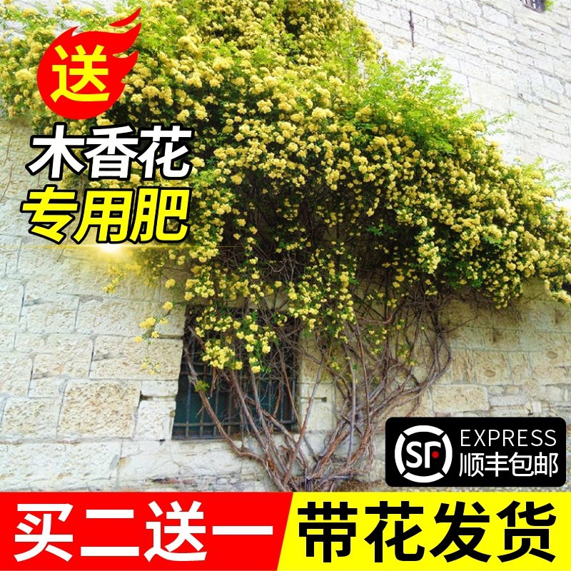 黄木香花苗爬藤植物白木香树苗室内庭院大花苗四季开花红木香盆栽,鲜花速递/花卉仿真/绿植园艺,时令草本花卉,淘宝优惠券,粉丝福利购,淘宝优惠卷