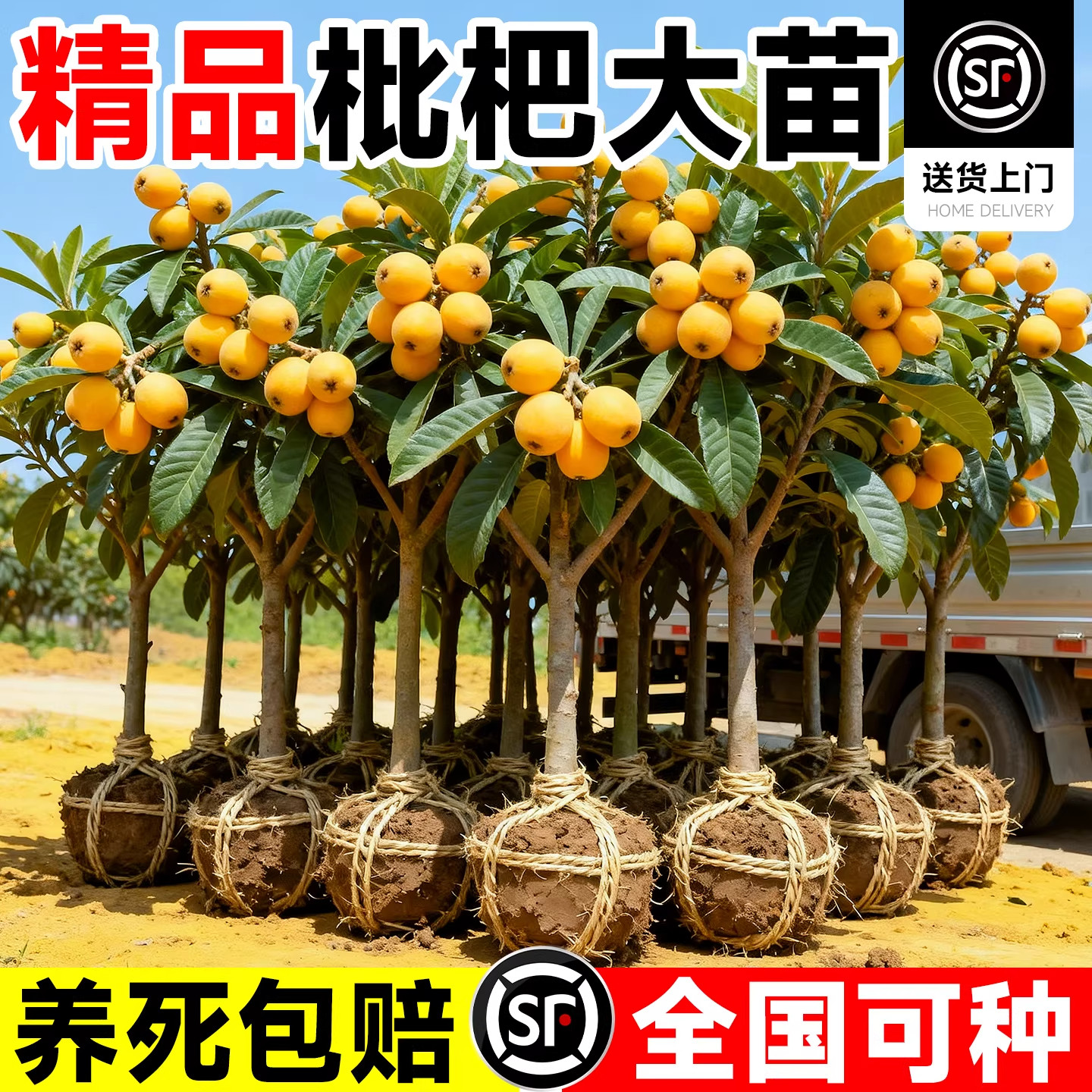 大五星枇杷树苗果苗盆栽早钟白玉图片