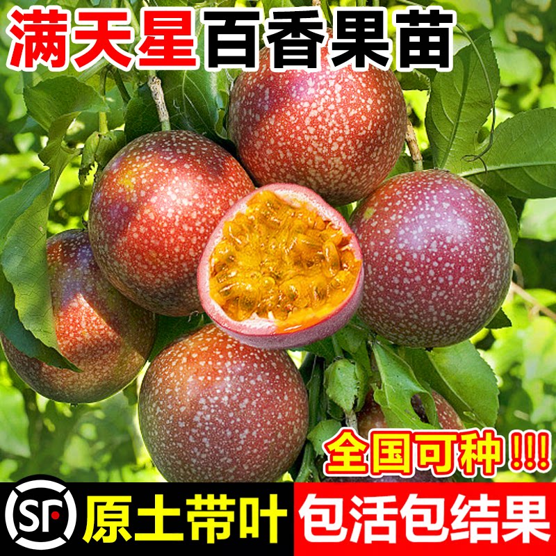 纯甜满天星百香果树苗图片