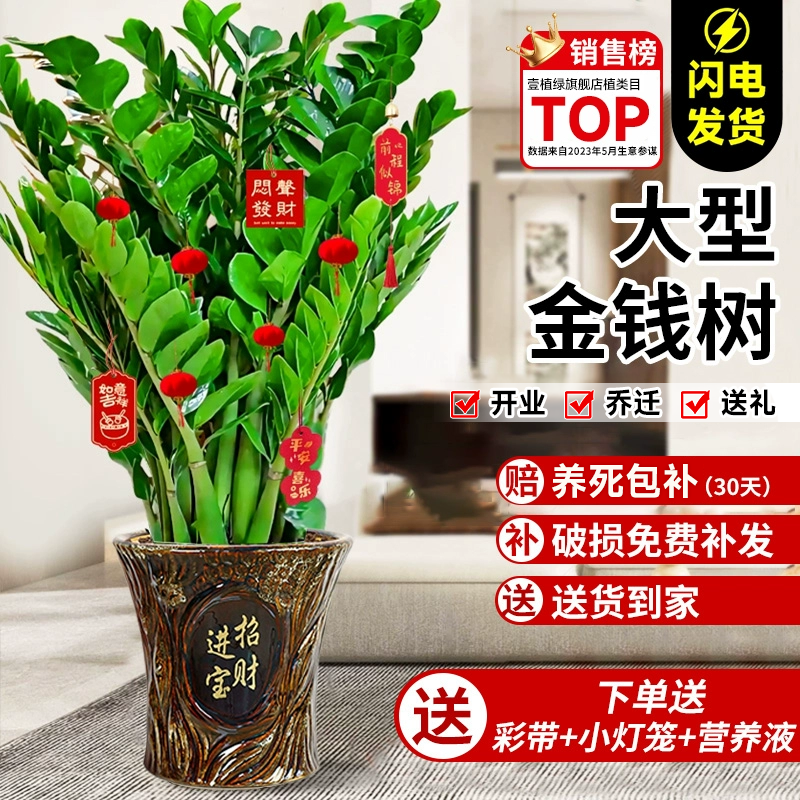 金钱树客厅大盆栽好养易活
