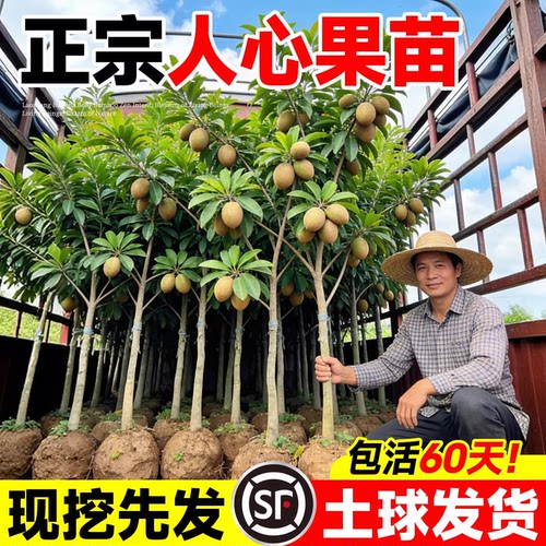 海南人心果树果苗高压苗室外庭院