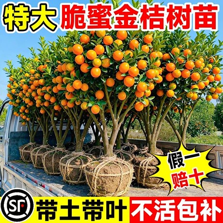融安脆蜜金桔树树苗特大苗场地栽图片