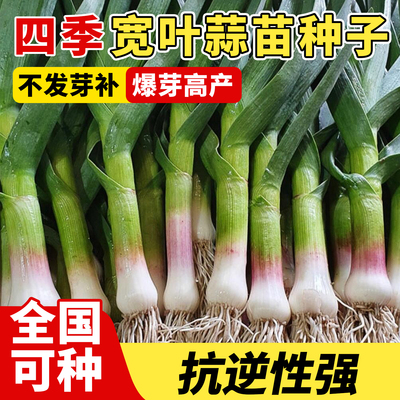 宽叶蒜苗种子大蒜香葱种籽