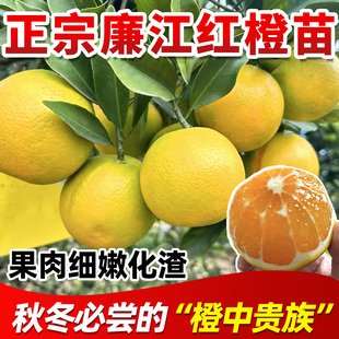 廉江红橙苗橙子树苗嫁接纽荷尔果苗可南北方种植盆栽地栽庭院种植