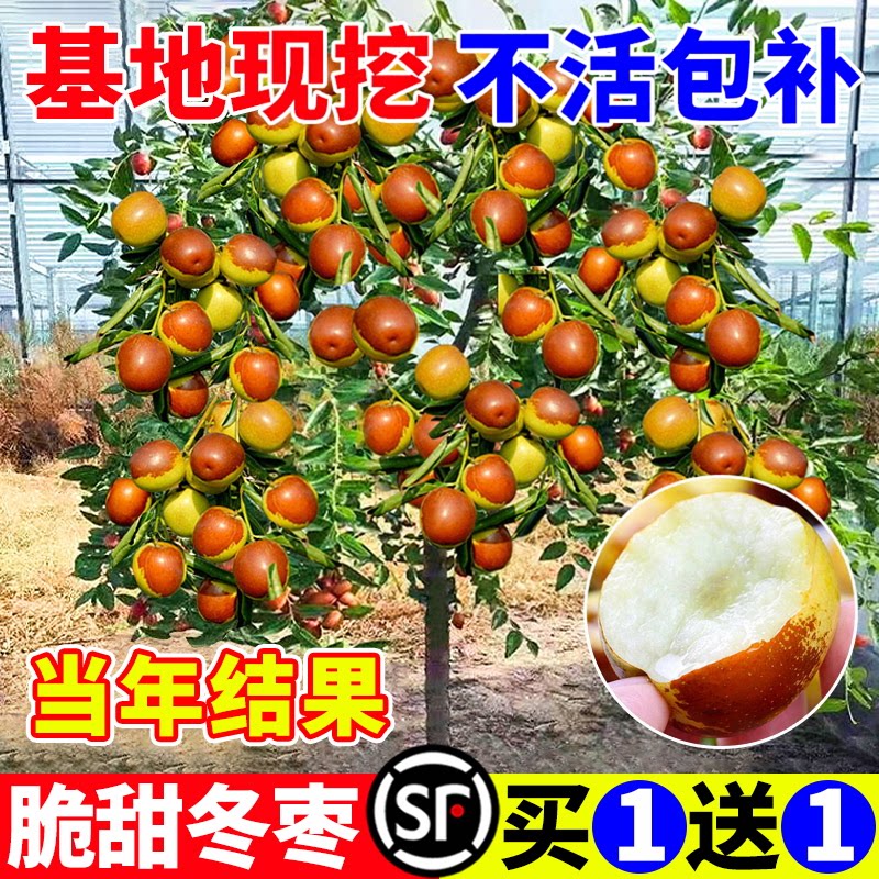 枣树活苗果树南方北方带土球种植嫁接冰糖枣特大超甜沾化冬枣苗树