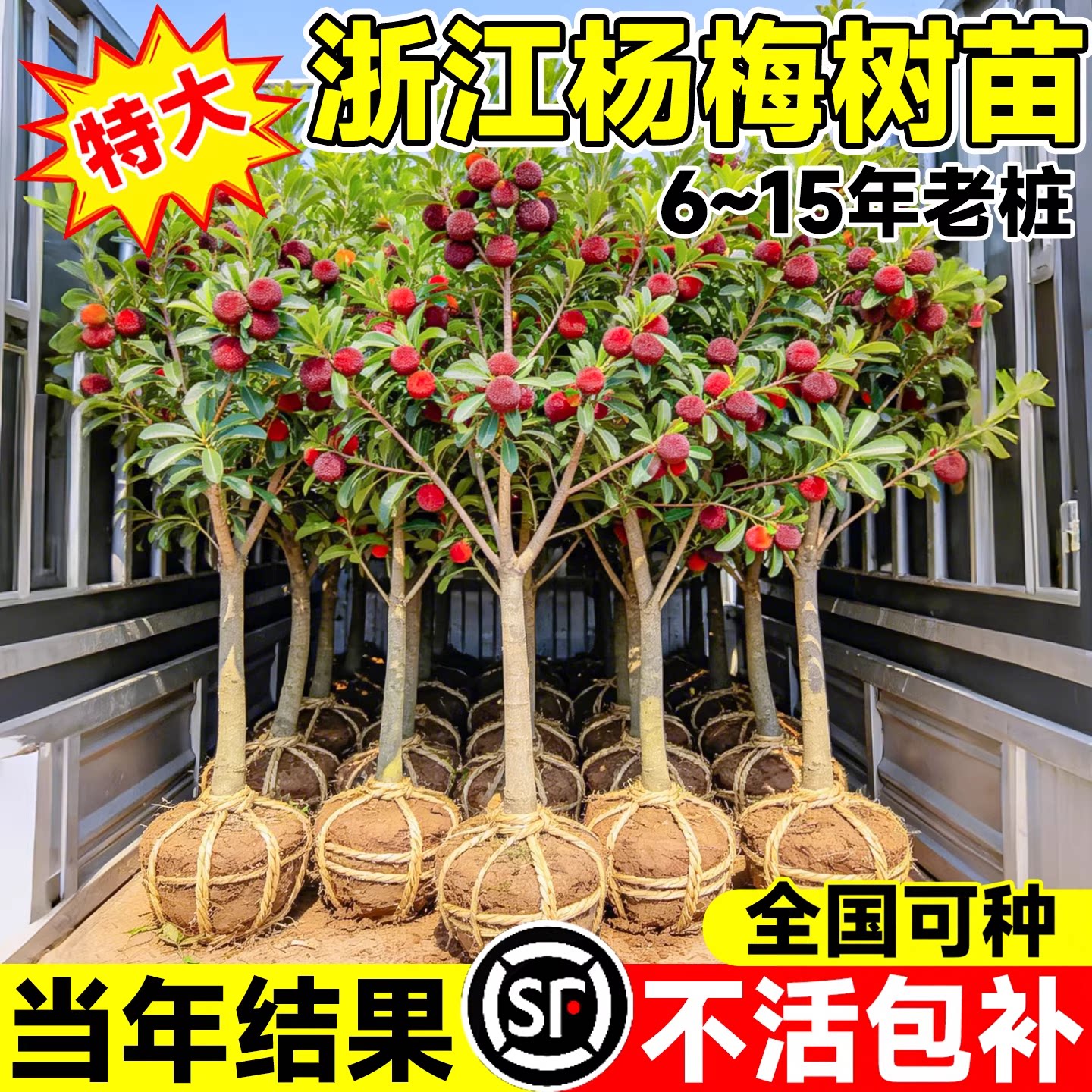 正宗浙江仙居东魁杨梅树苗嫁接苗南北方种植带土球当年结果特大苗