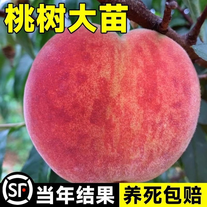 高产水蜜桃果树果苗冬桃油桃果嫁接苗南北方种植盆栽果树当年出果,鲜花速递/花卉仿真/绿植园艺,果树,淘宝优惠券,粉丝福利购,淘宝优惠卷