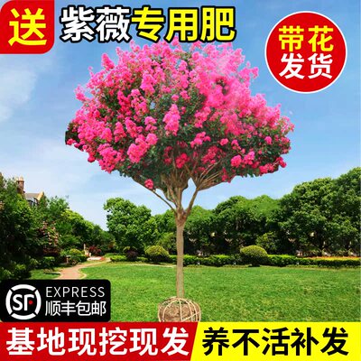 红花紫薇树苗天鹅绒火箭百日
