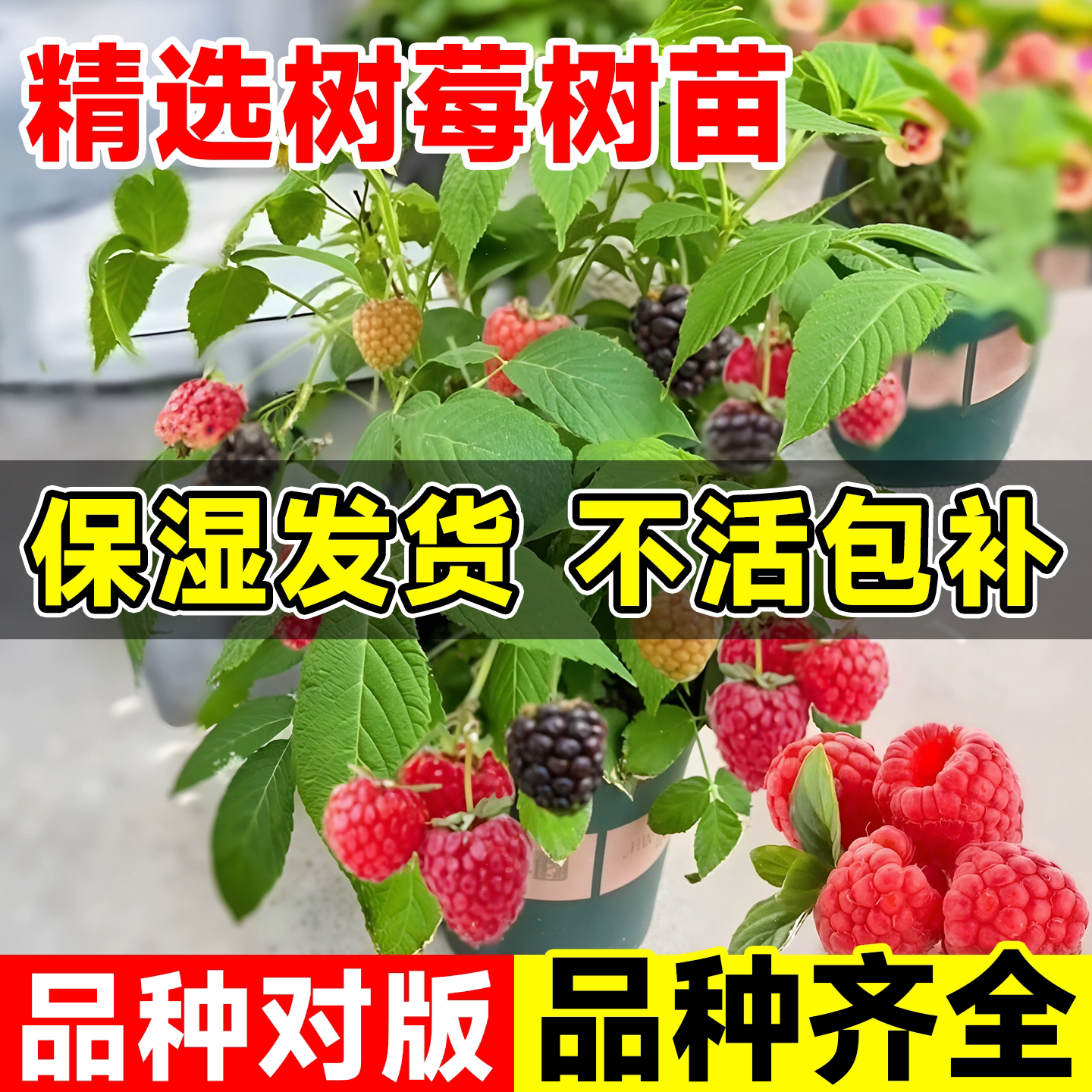 树莓苗双季覆盆子果树苗盆栽地栽图片