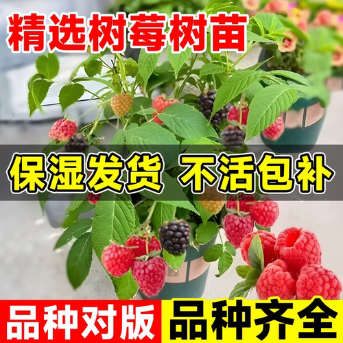 树莓苗双季覆盆子果树苗盆栽地栽