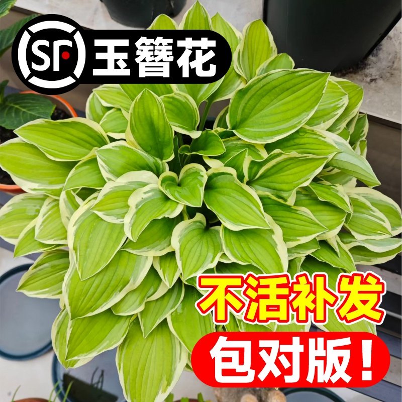 玉簪花盆栽大苗浓香花卉好养绿植图片