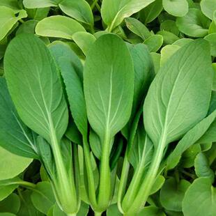 四季鸡毛菜种子种籽四季播青菜大全阳台盆栽速生上海青菜蔬菜种籽