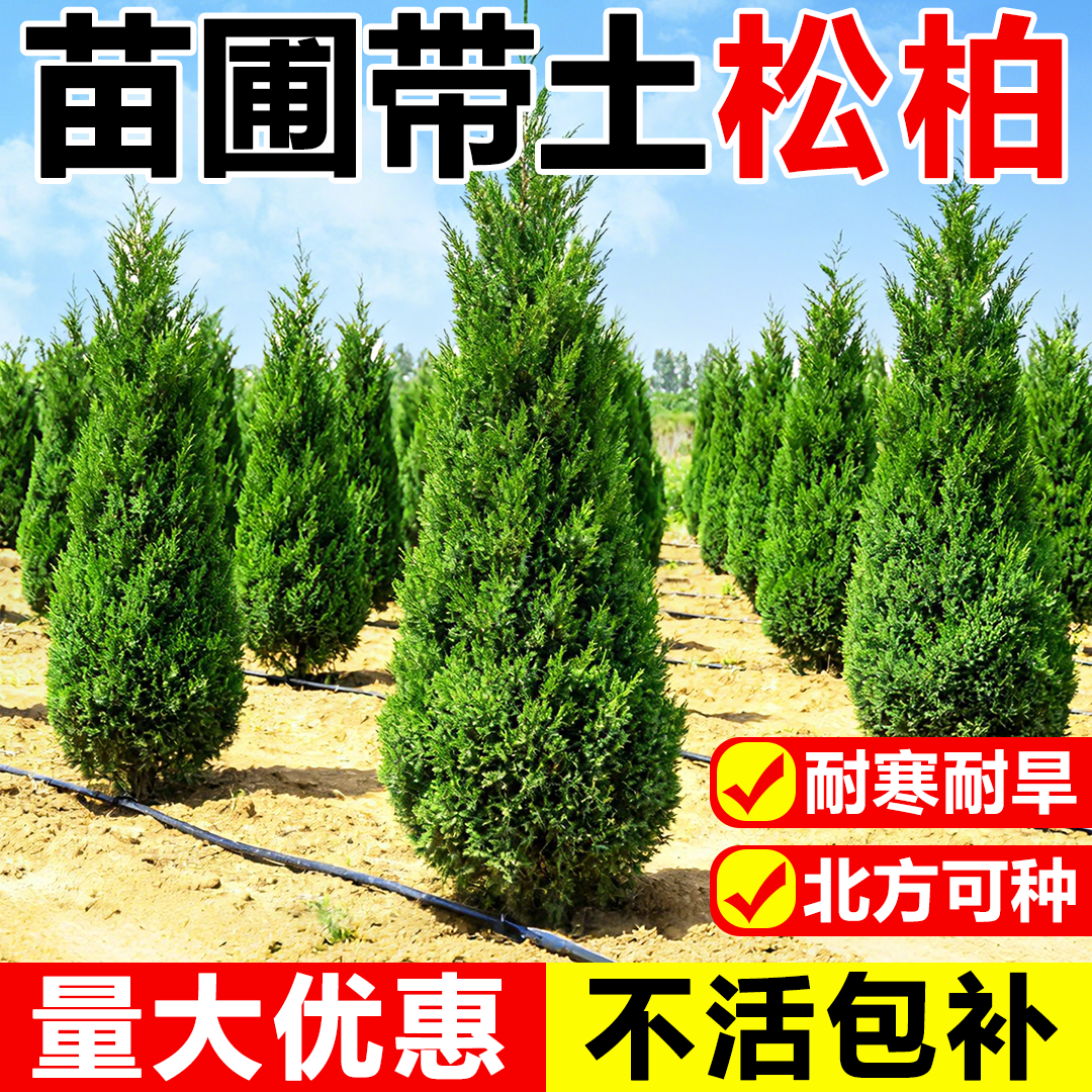 松柏树树苗坟地墓前树龙柏桧塔柏庭院工程绿化行道树四季常青乔木,鲜花速递/花卉仿真/绿植园艺,行道树/乔木,淘宝优惠券,粉丝福利购,淘宝优惠卷