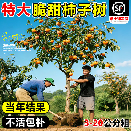 柿子树果苗脆甜庭院果树特大号