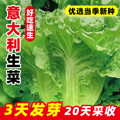 四季速生意大利生菜种子快速成熟