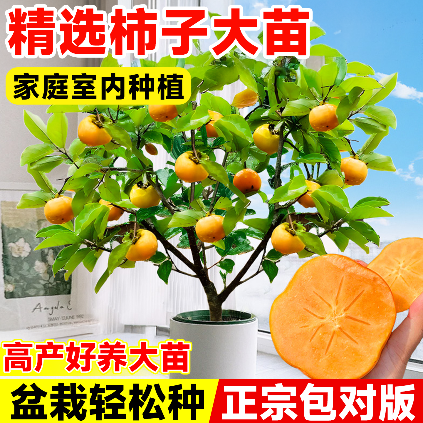 柿子树果苗南北种植耐寒当年结果