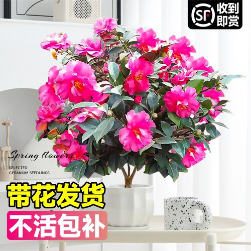 茶梅花树苗盆栽四季好养花卉
