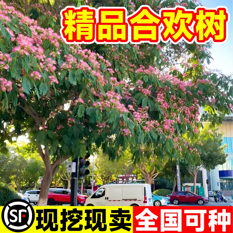 合欢花树苗绒花树行道风景大树庭院耐寒旱工程绿化乔木南北方种植 鲜花速递/花卉仿真/绿植园艺 行道树/乔木 原图主图