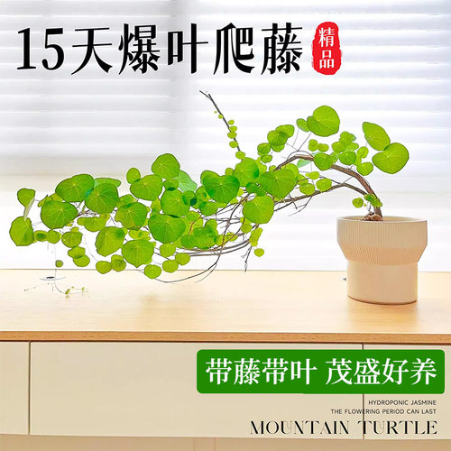 山乌龟爬藤植物一叶龟种球盆栽