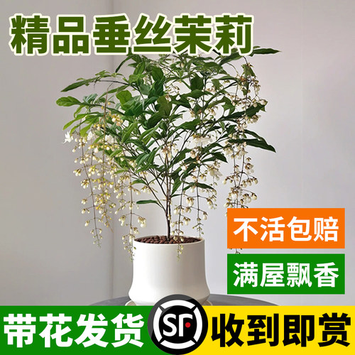 进口垂丝茉莉花盆栽垂枝茉莉大苗
