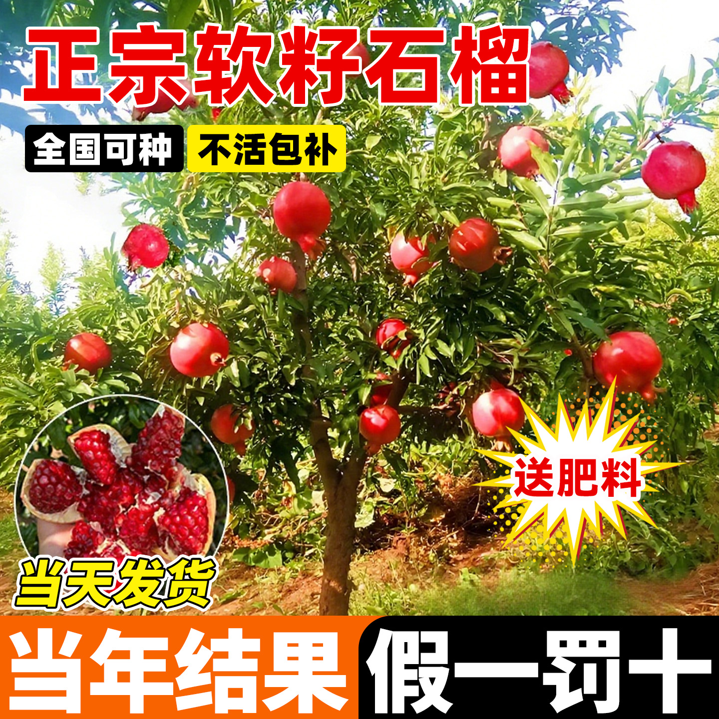 石榴树树苗庭院种植当年结果耐寒
