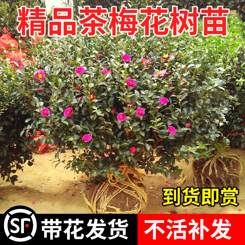 茶梅盆栽老桩红茶梅花树苗山茶花卉室内外庭院四季植物绿化风景树 鲜花速递/花卉仿真/绿植园艺 时令草本花卉 原图主图