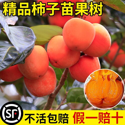 脆甜柿子苗树盆栽庭院嫁接果树苗