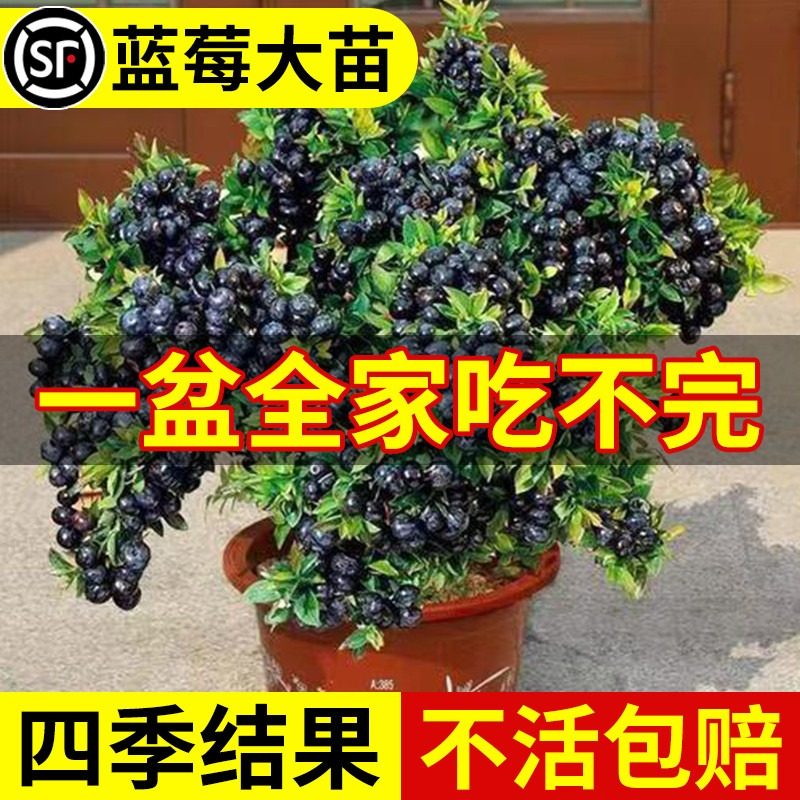 蓝莓树果苗盆栽果树苗特大号百香果四季种植庭院室内阳台耐寒好养,鲜花速递/花卉仿真/绿植园艺,果树,淘宝优惠券,粉丝福利购,淘宝优惠卷