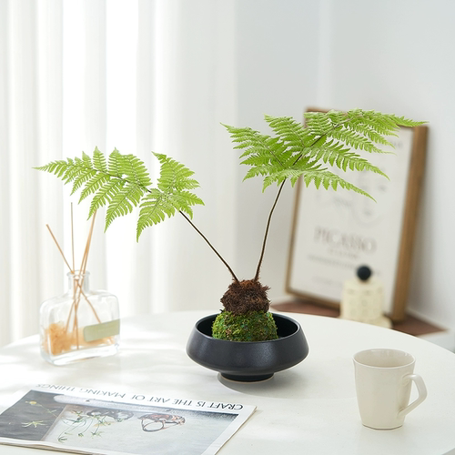 红磷蕨苔藓球水培植物办公室内