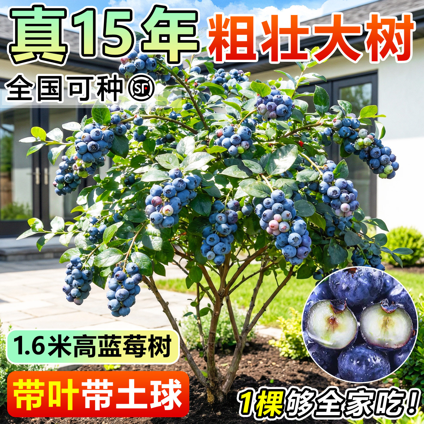 特大号蓝莓树果苗花香L25南方北方种植庭院盆地栽四季果树蓝梅苗