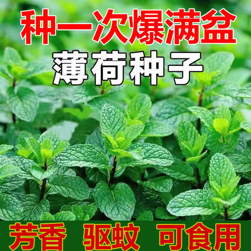 薄荷种子盆栽室内驱蚊