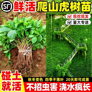 爬山虎爬藤植物四季不落叶树苗耐寒室外庭院花卉绿植爬墙虎种子籽